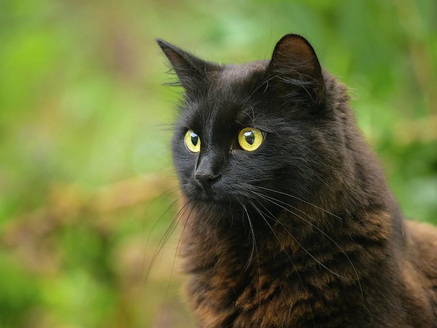 portrait-of-a-black-cat-with-yellow-eyes-photograph-by-stefan-rotter