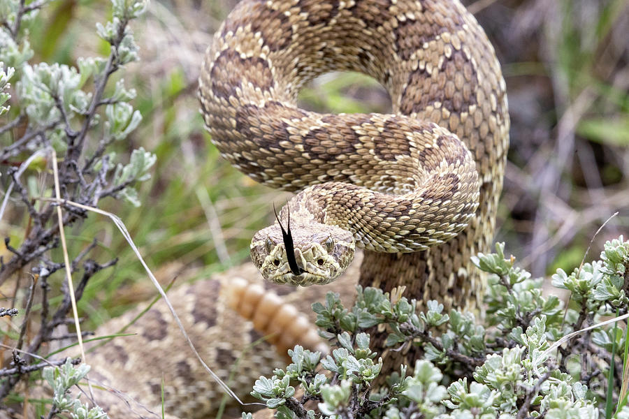 Prairie Rattelsnake Photograph by Greg Bergquist - Fine Art America