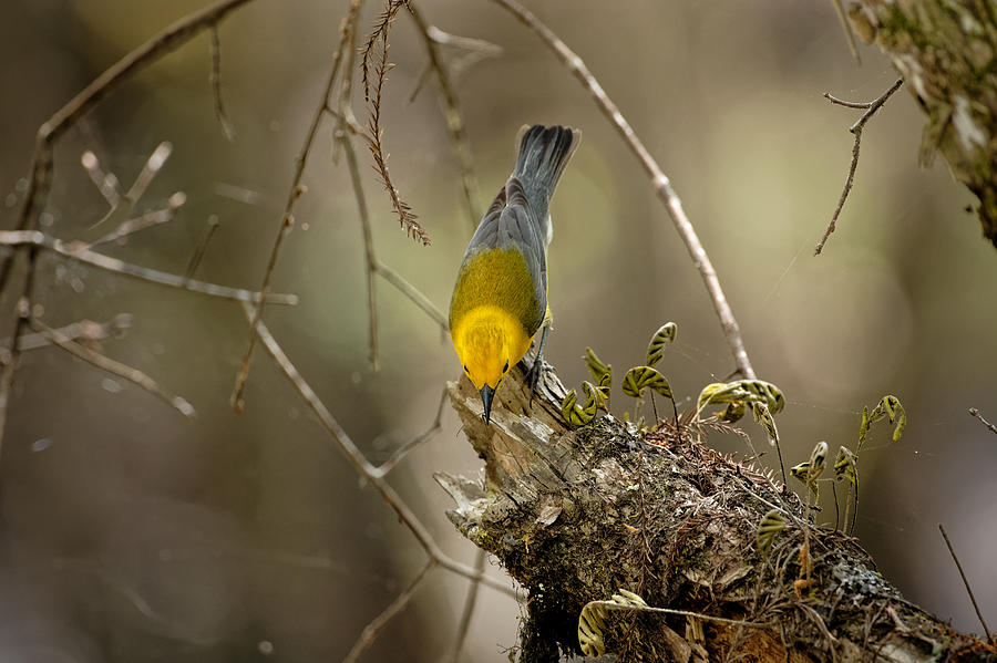 Prothonotary Warbler #5 Photograph by Colin Hocking