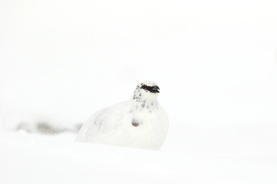 Ptarmigan In Snow #5 Photograph by Pete Walkden