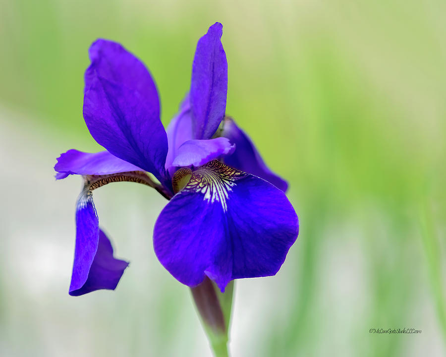 Iris Photograph - Purple Iris #5 by LeeAnn McLaneGoetz McLaneGoetzStudioLLCcom