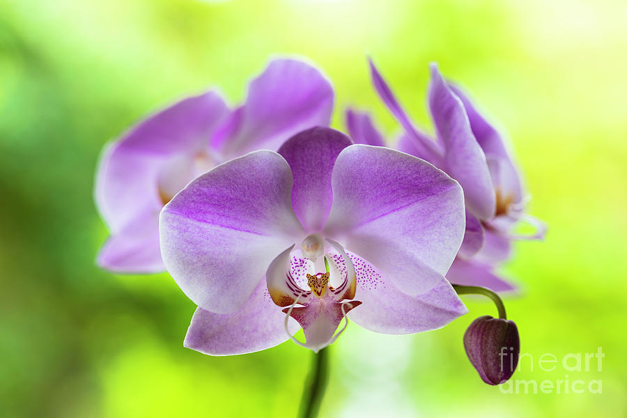 Purple Orchid Flowers #5 Photograph by Raul Rodriguez