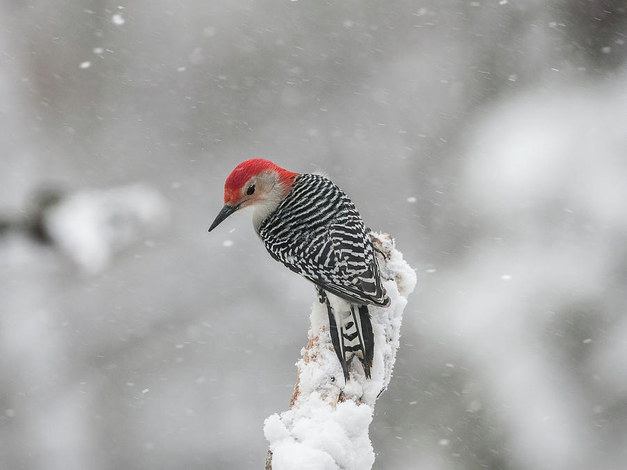 Red-bellied Woodpecker #5 Photograph by Diane Giurco