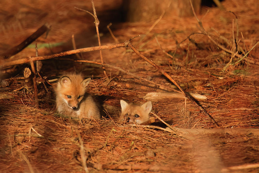 Red Fox Kit #5 Photograph by Brook Burling