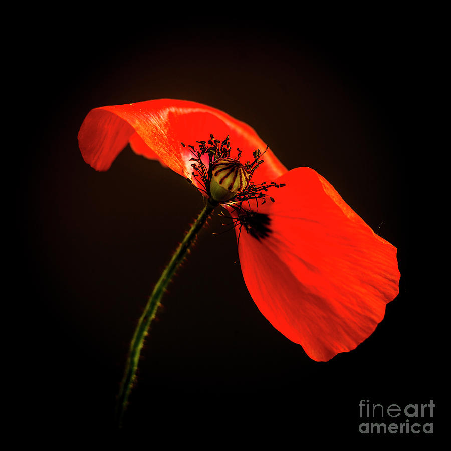 Red poppy #5 Photograph by Bernard Jaubert