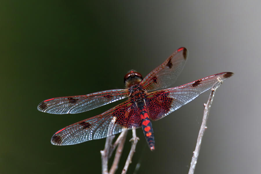 Red Saddlebag Dragonfly #5 Photograph by Brook Burling