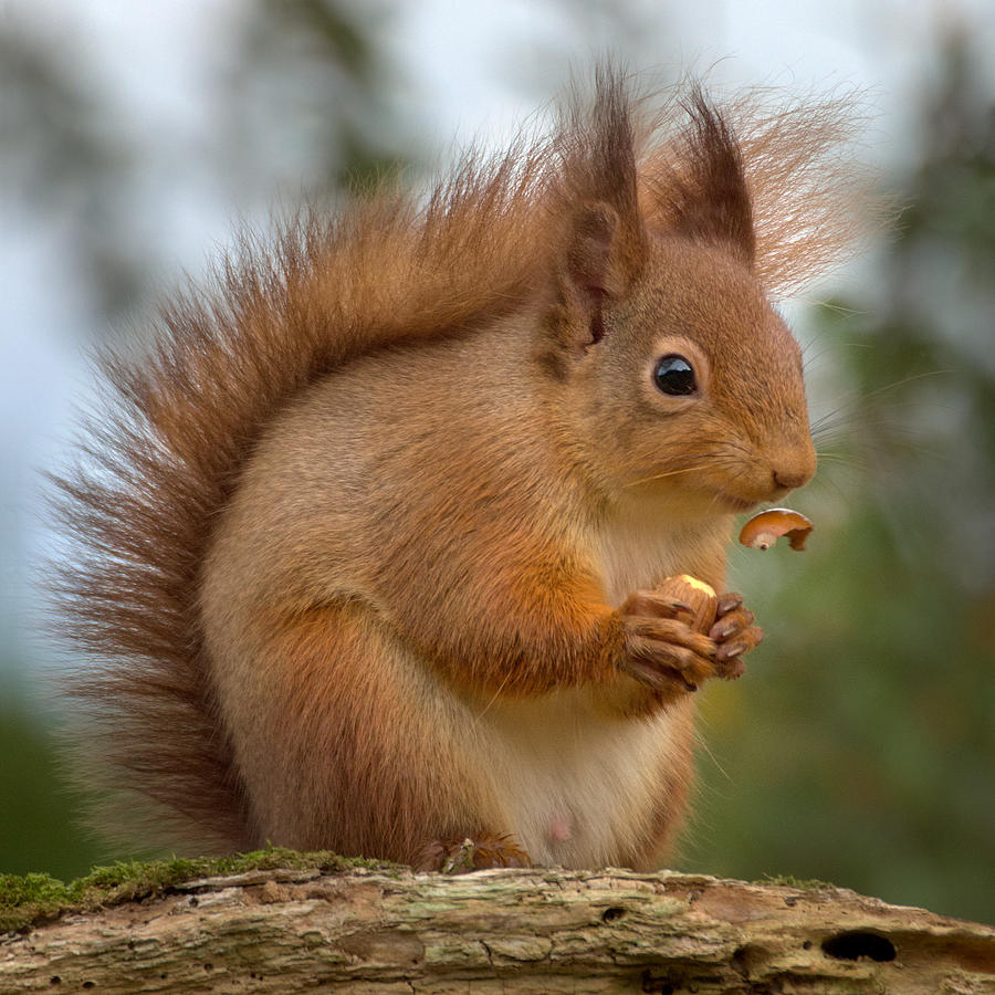 Red Squirrel #5 Photograph by Gavin MacRae
