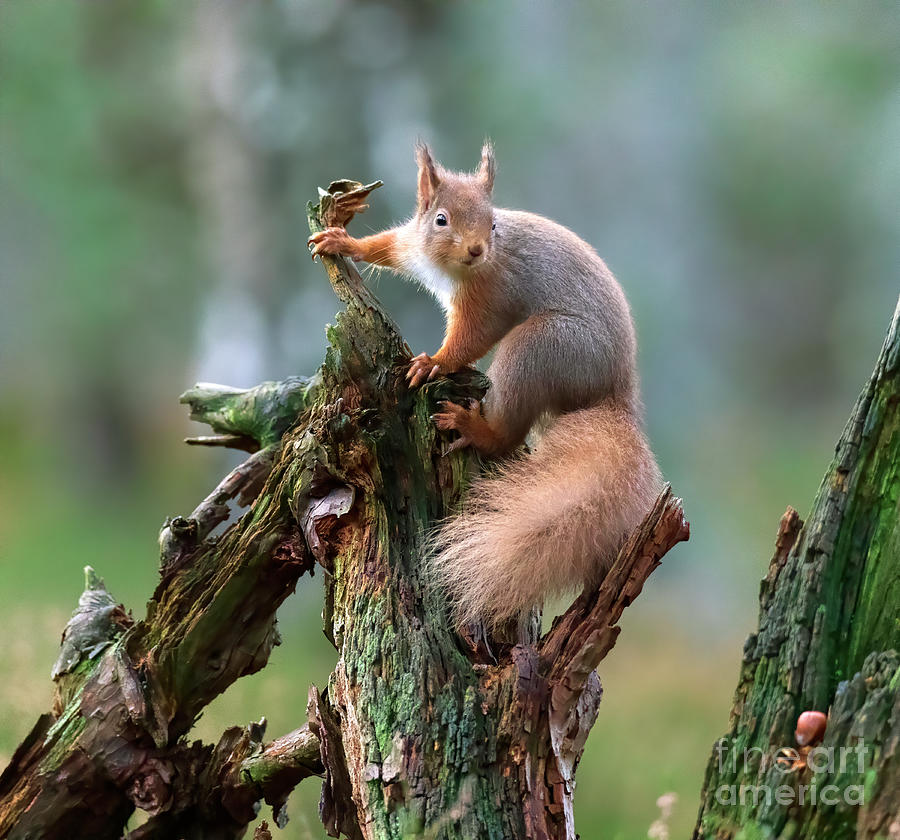 Red squirrel, Sciurus vulgaris #5 Photograph by Louise Heusinkveld