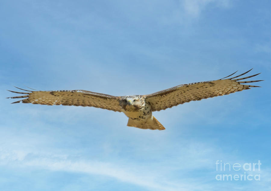 Red-tailed Hawk in Flight #5 Photograph by Steven Krull