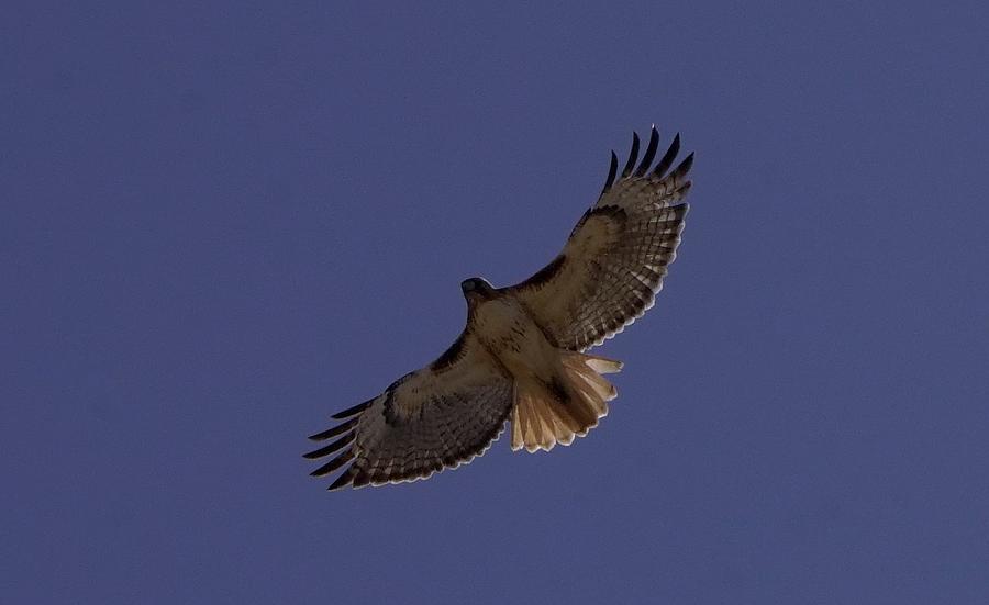 Redtail Hawk #5 Photograph by Dennis Boyd