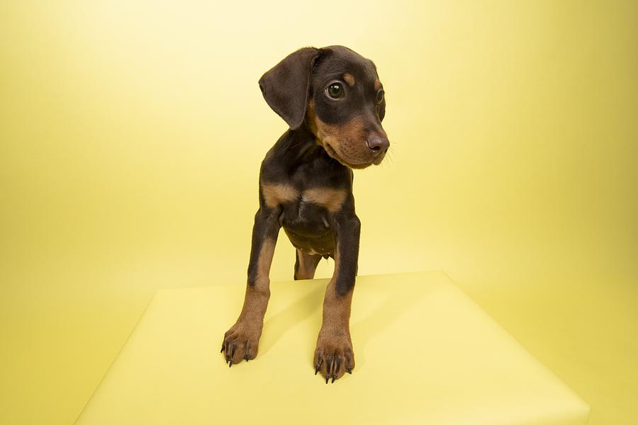 Rescue Animal - cute chocolate and tan Doberman puppy #5 Photograph by Amandafoundation.org