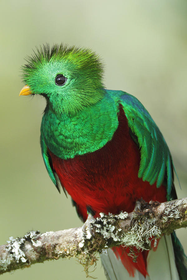 Resplendent quetzal #5 Photograph by ©Juan Carlos Vindas