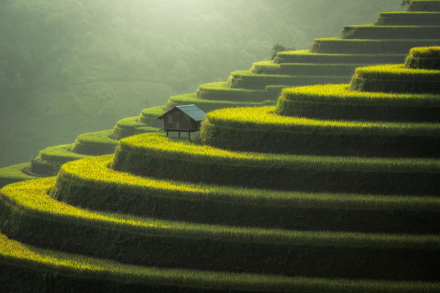 Rice fields terraced #5 Photograph by Wiratgasem