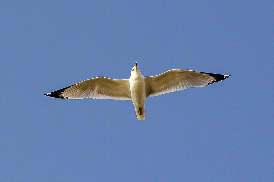 Ring-billed Gull in flight #5 Photograph by SAURAVphoto Online Store