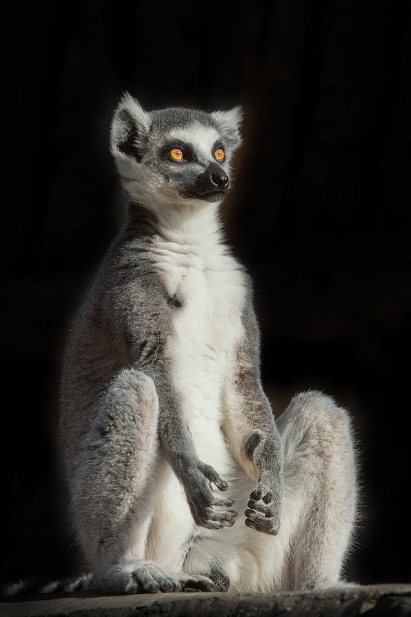 Ring-tailed Lemur In The Dark Black Background Sits As If Enga ...