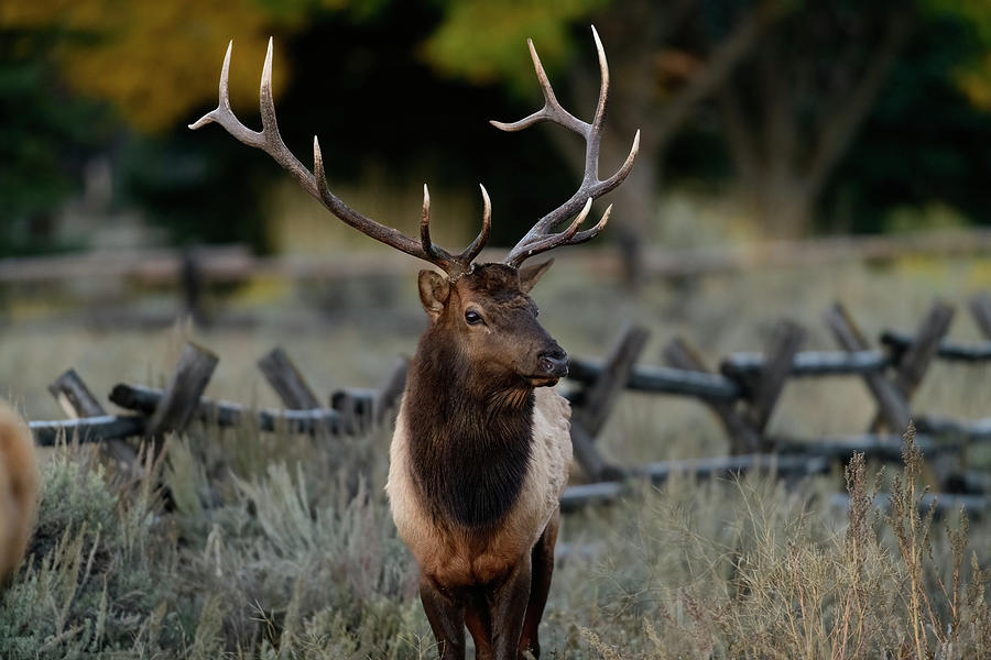 Rocky Mountain Bull Elk #6 Photograph by Gary Langley