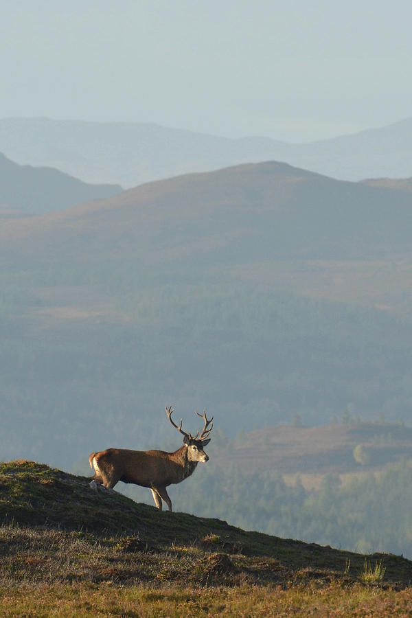 Royal Stag #5 Photograph by Gavin MacRae