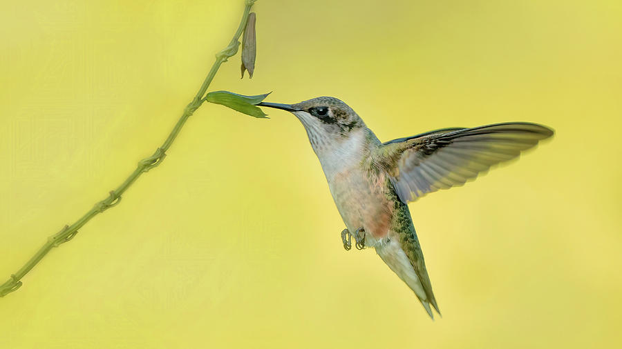 Ruby Throated Hummingbird #5 Photograph by Jack Nevitt