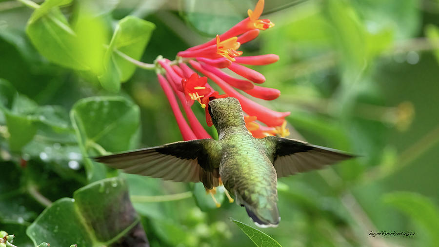 Ruby Throated Hummingbird #5 Photograph by Jeffrey PERKINS