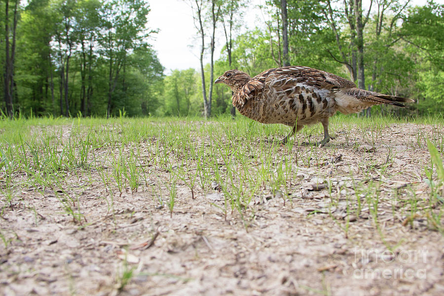 Ruffed Grouse Series 2 Photograph by Jeannette Hunt