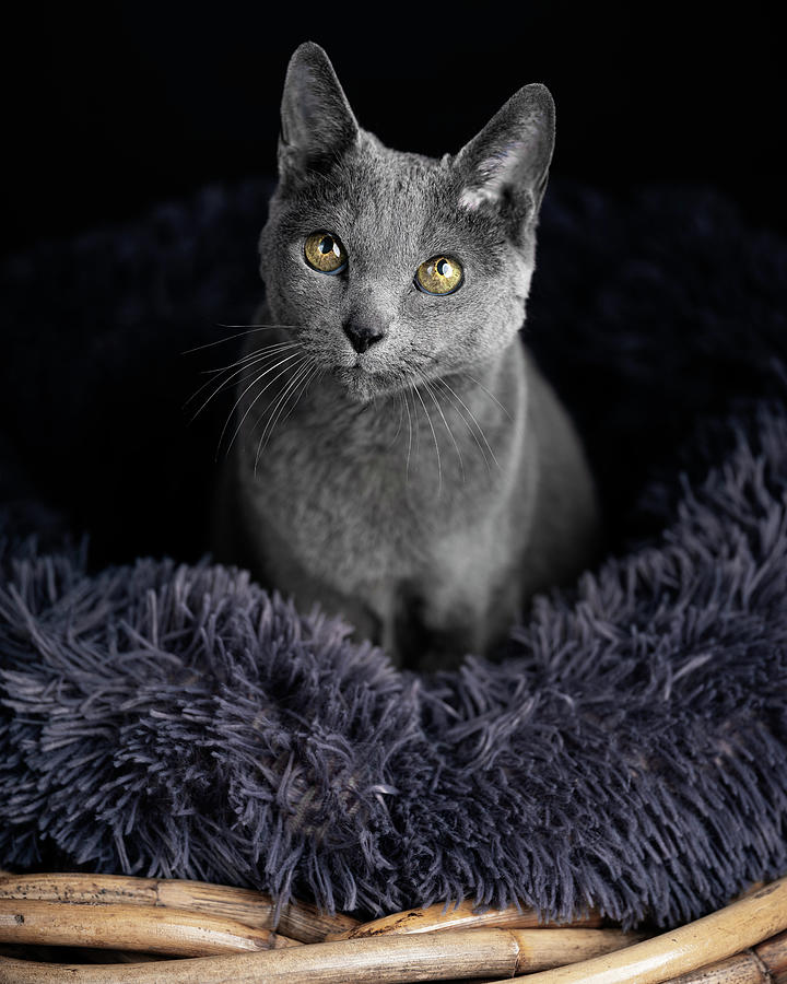 Cat Photograph - Russian Blue Cat #5 by Nailia Schwarz