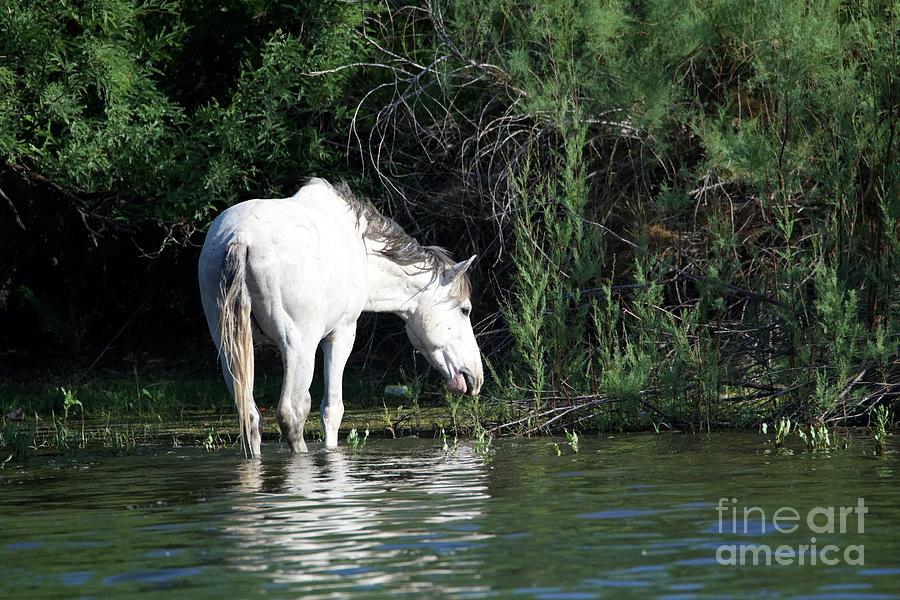 Salt River Wild Horse Crossing The Salt River #5 Digital Art by Tammy Keyes