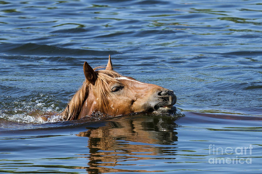 Salt River Wild Horses crossing the Salt River #5 Digital Art by Tammy Keyes