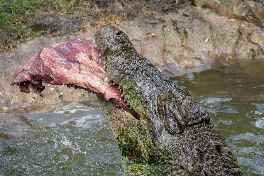 Saltwater Crocodile Eating Photograph by Carolyn Hutchins