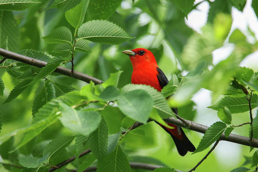 Scarlet Tanager #5 Photograph by Brook Burling