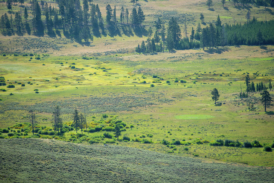scenery at Mt Washburn trail in Yellowstone National Park, Wyomi #5 Photograph by Alex Grichenko