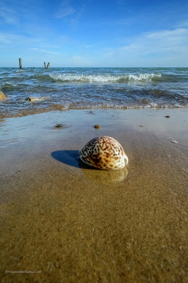 Sea Shell on the beach #5 Photograph by LeeAnn McLaneGoetz McLaneGoetzStudioLLCcom