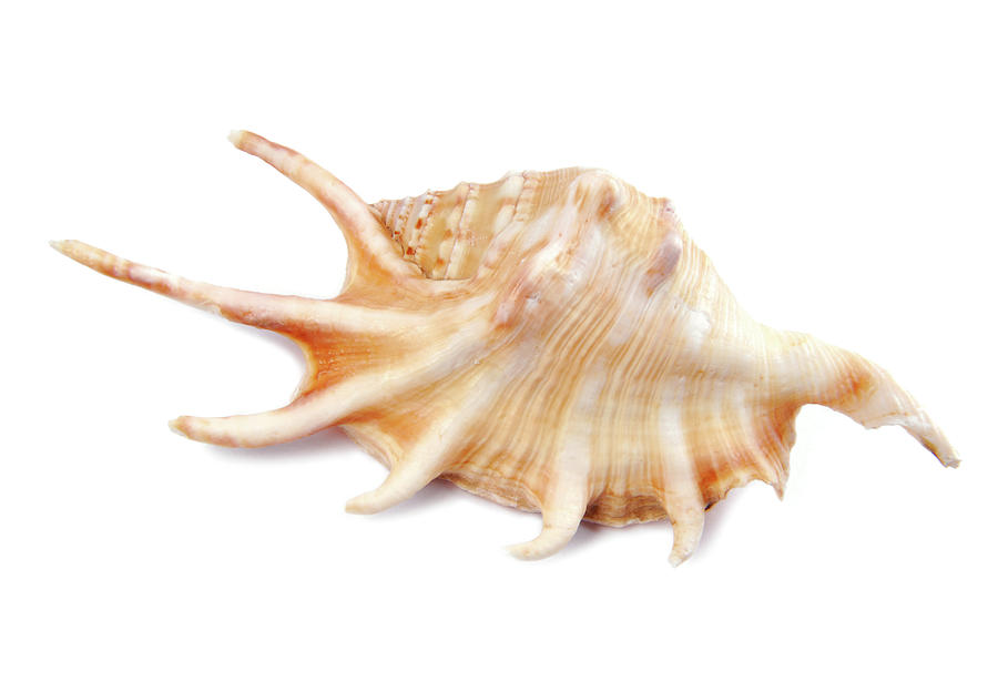 Seashell Shell Isolated On White Background #5 Photograph by Severija Kirilovaite