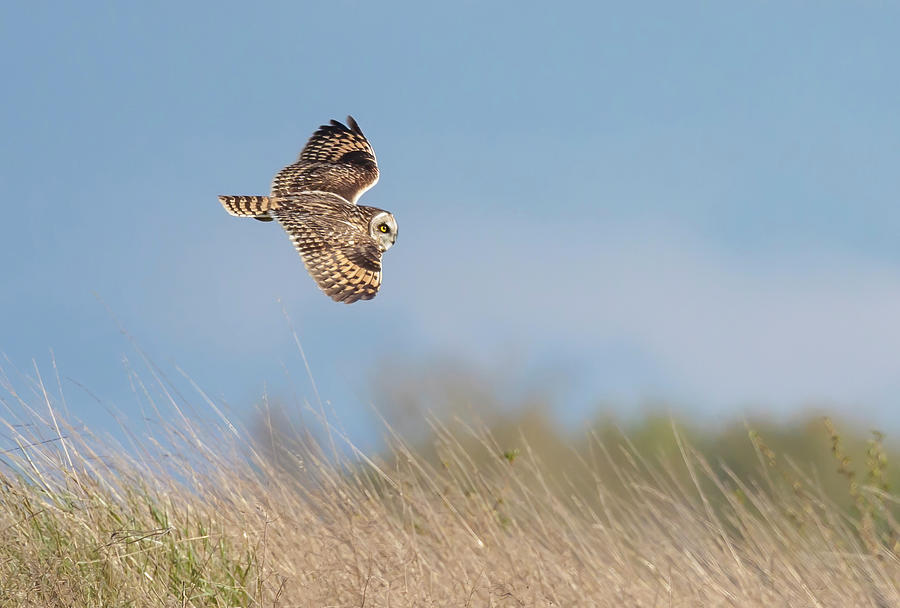 Short Eared Owl #5 Photograph by Angie Vogel