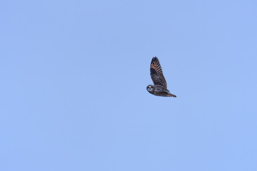 Short Eared Owl #5 Photograph by Brook Burling