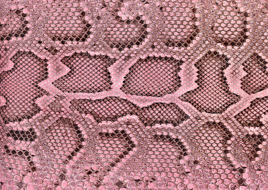 Snakeskin #5 Photograph by Imagenavi Snakeskin #5 Photograph by Imagenavi