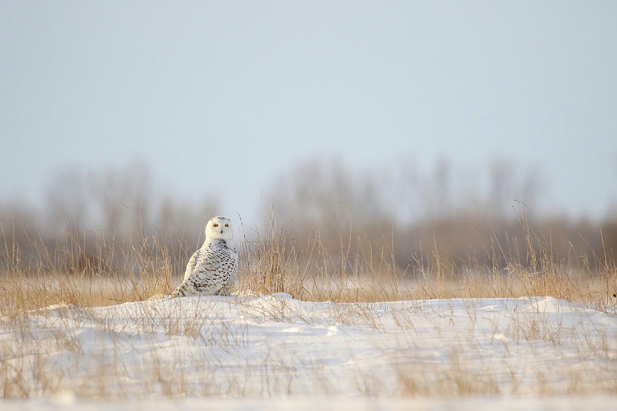 Snowy Owl #5 Photograph by Brook Burling