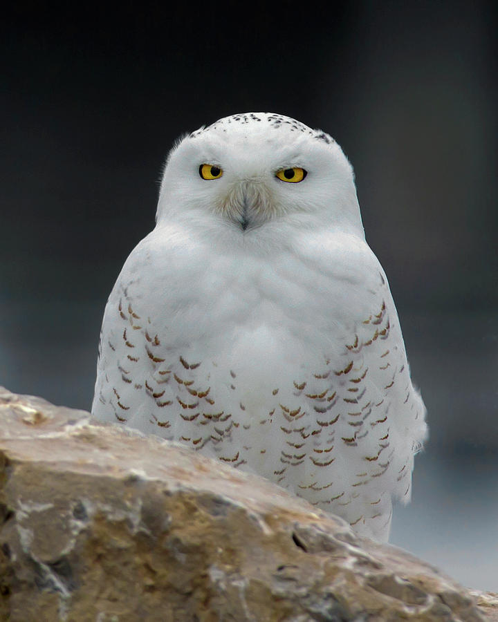 Snowy Owl #5 Photograph by Timothy McIntyre