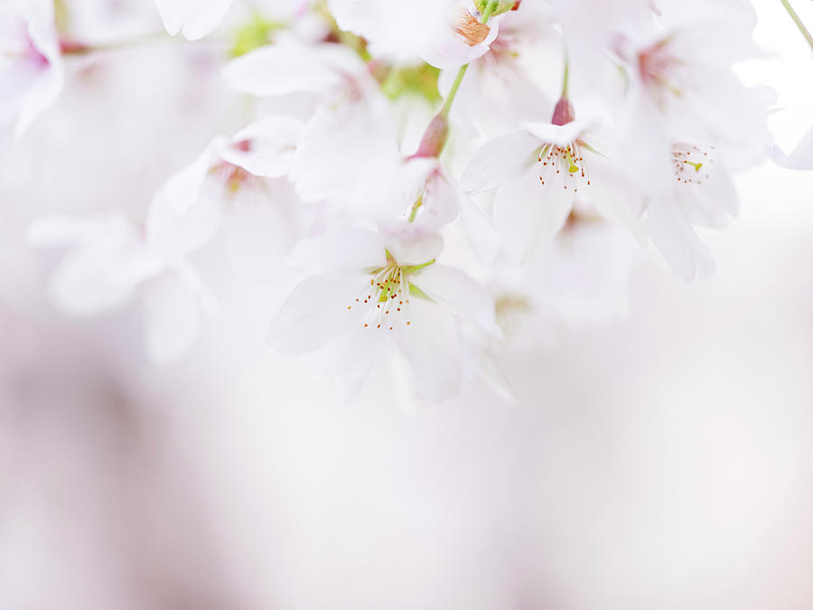 Soft Pastel Cherry Blossoms In Spring Photograph