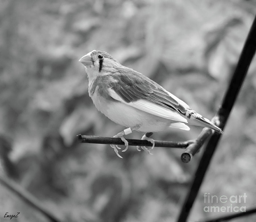 Song Bird Photograph