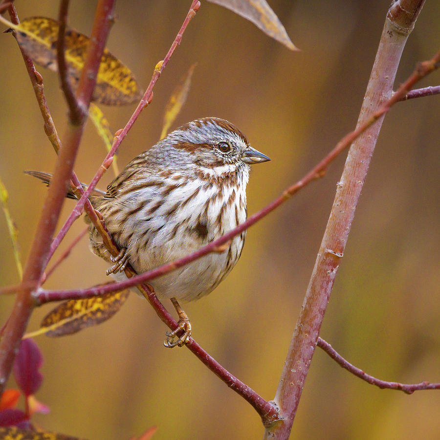 Song Sparrow #5 Photograph by Mark Mille