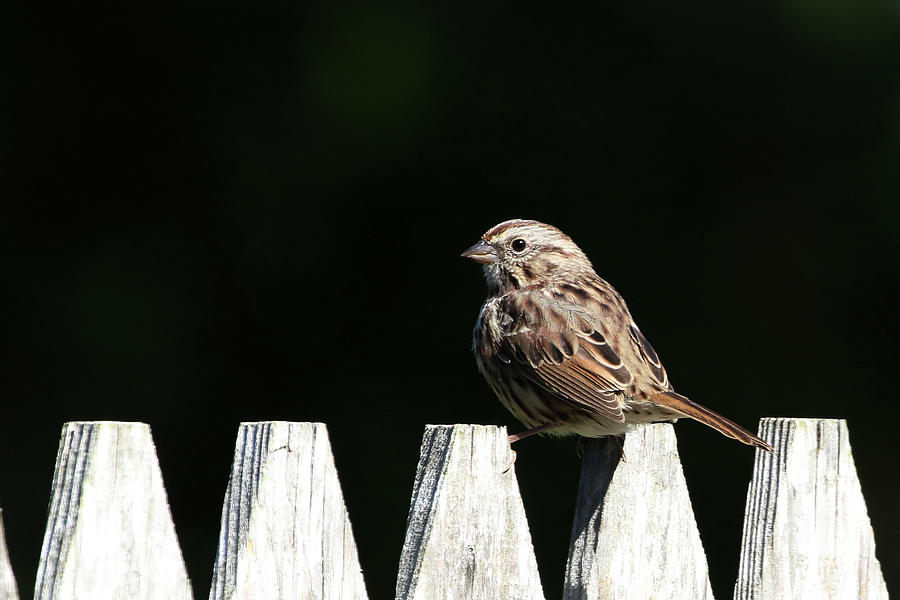 Song Sparrow Stony Brook New York  #5 Photograph by Bob Savage