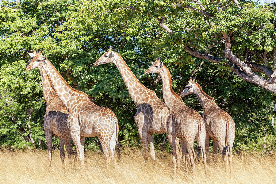 South African Giraffe Chobe Botswana Safari Photograph By Artush Foto