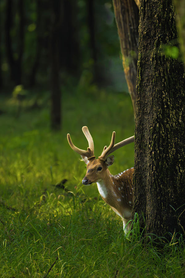 Spotted Deer #5 Photograph by Kiran Joshi