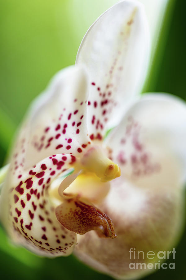 Spotted Orchid Flower Photograph by Raul Rodriguez
