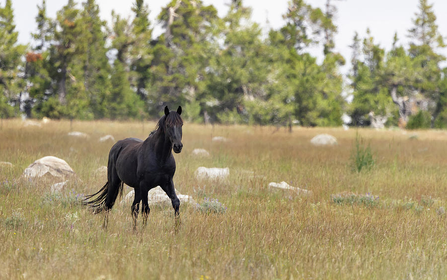 Stallion #5 Photograph by Laura Terriere