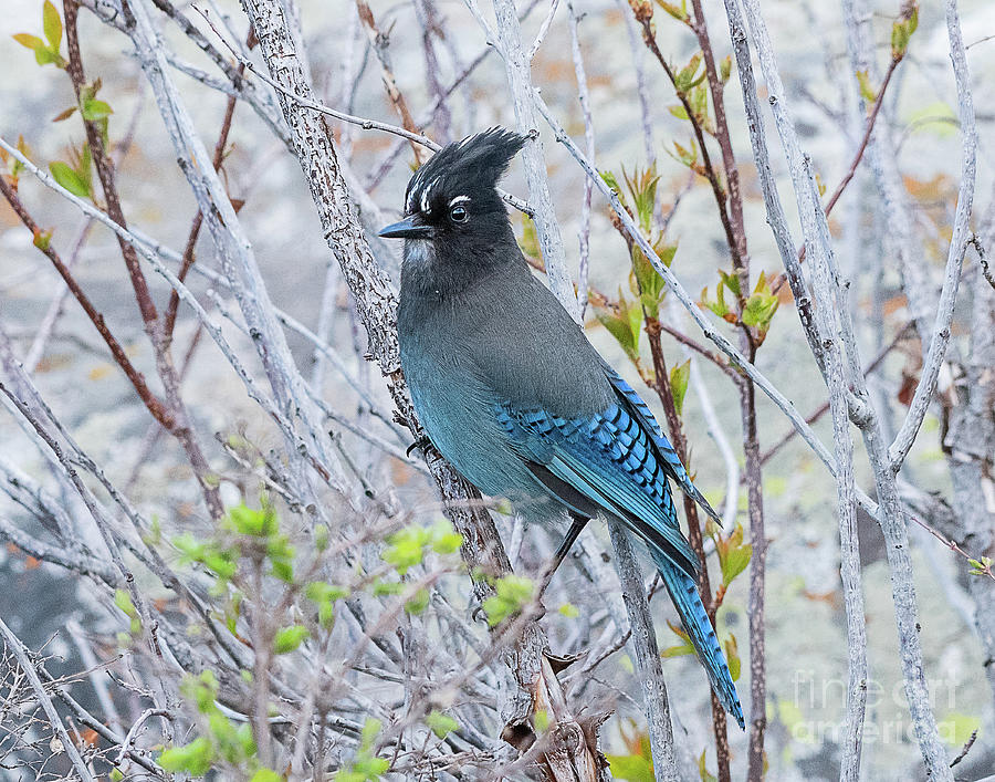 Stellers Jay #5 Photograph by Dennis Hammer