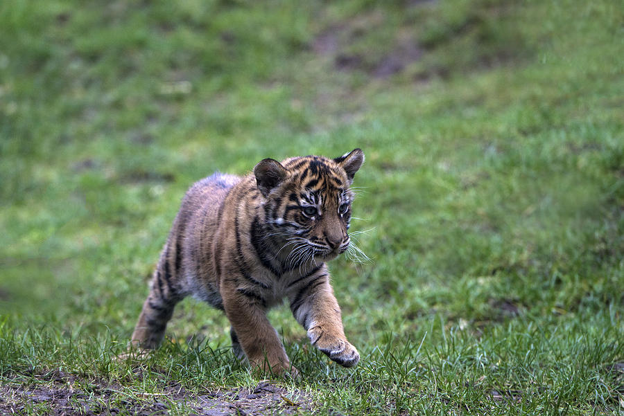 Sumatran tiger cubs #5 Photograph by Mark Newman