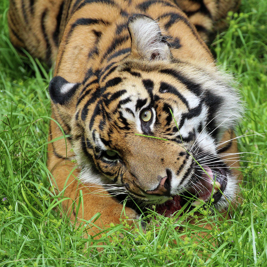 Sumatran Tiger Photograph