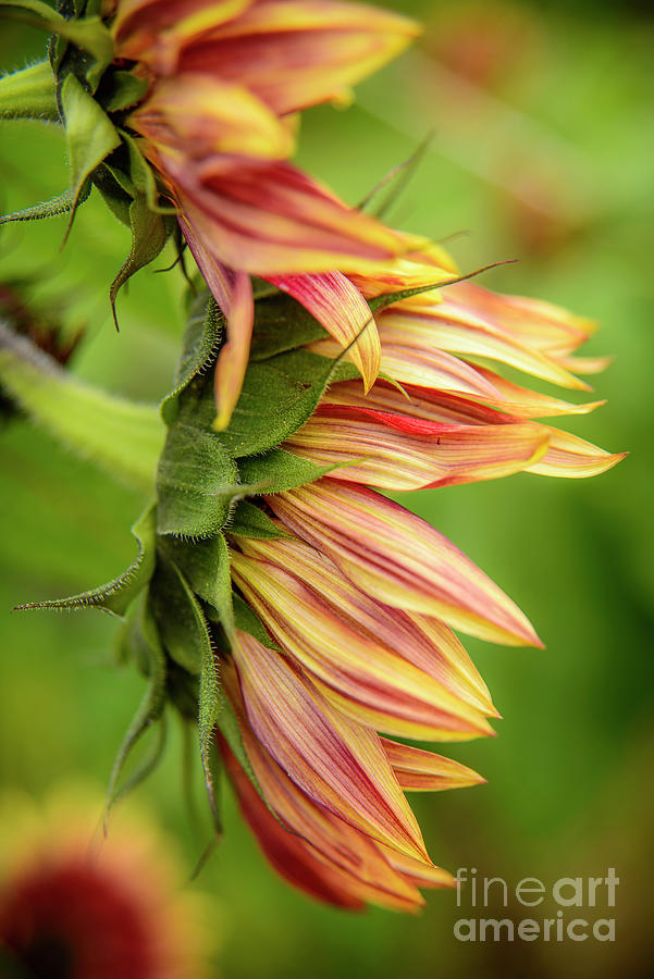 Sunflower #5 Photograph by Alana Ranney