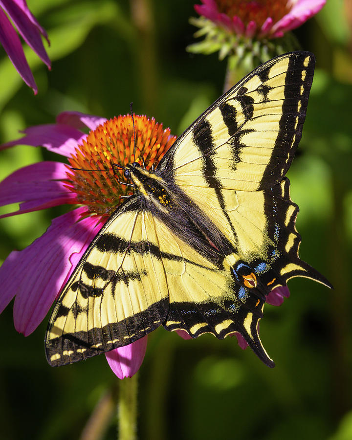 Swallowtail #5 Photograph by Mark Mille